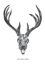 Load image into Gallery viewer, The Deer Skull
